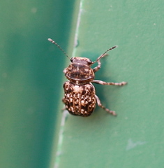 Exechesops foliatus