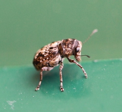 Exechesops foliatus