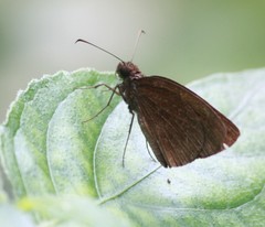 Ancistroides nigrita