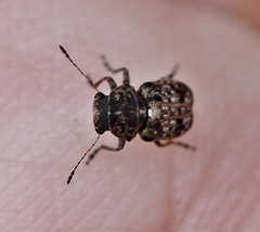 Exechesops foliatus