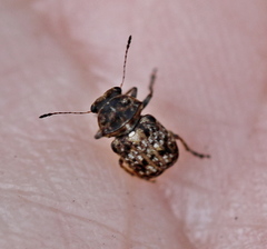 Exechesops foliatus