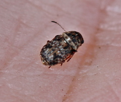 Exechesops foliatus