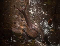 Ramogenia challengeri