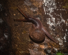 Ramogenia challengeri