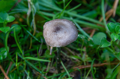 Entoloma lampropus
