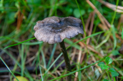 Entoloma lampropus