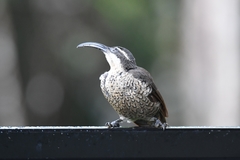 Ptiloris paradiseus
