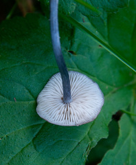Entoloma lampropus