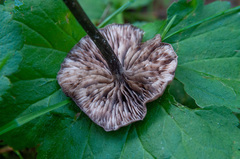 Entoloma lampropus