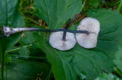 Entoloma lampropus
