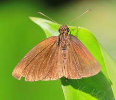 Ancistroides nigrita