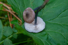 Entoloma lampropus