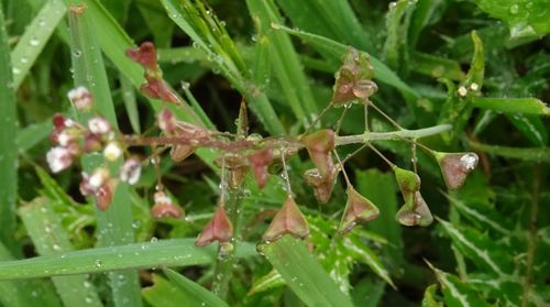 Capsella bursa-pastoris subsp. rubella image