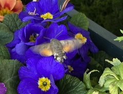 Macroglossum stellatarum