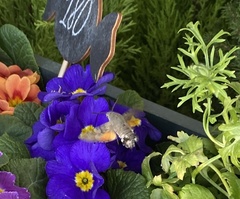 Macroglossum stellatarum