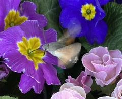 Macroglossum stellatarum