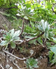 Aeonium percarneum image