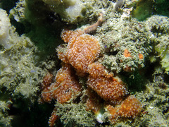 Aplidium benhami