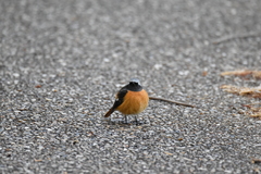 Phoenicurus auroreus