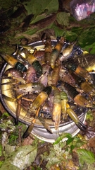 Macrobrachium latimanus