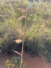 Monocymbium ceresiiforme