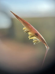 Monocymbium ceresiiforme