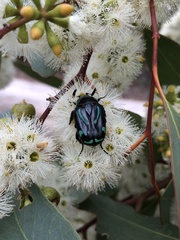 Chlorobapta frontalis