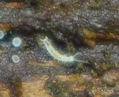 Symphyla