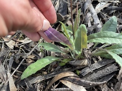 Senecio phelleus