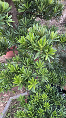 Podocarpus macrophyllus