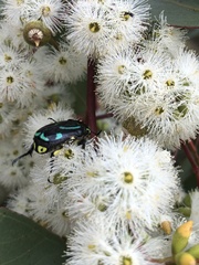 Chlorobapta frontalis