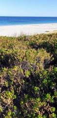 Scaevola crassifolia