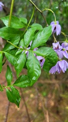 Solanum seaforthianum
