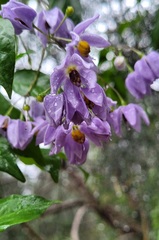 Solanum seaforthianum
