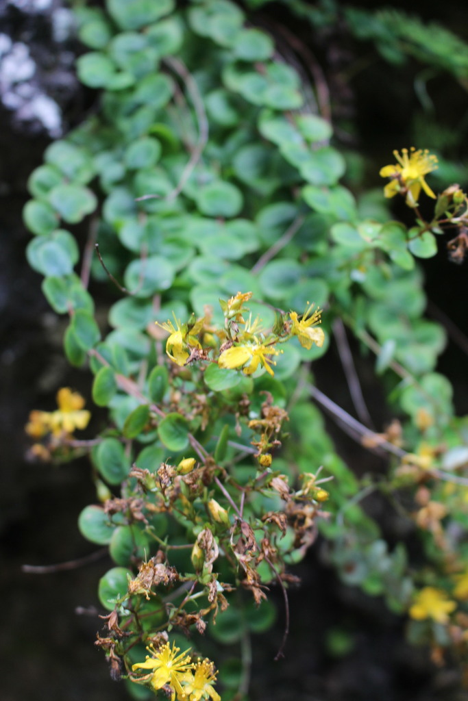 Hypericum nummularium (Hypericum nummularium)