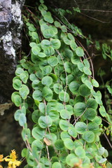 Hypericum nummularium