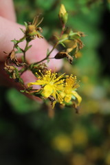 Hypericum nummularium