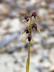Genoplesium ruppii