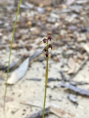 Genoplesium ruppii