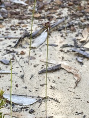 Genoplesium ruppii