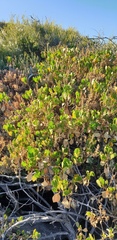 Scaevola crassifolia