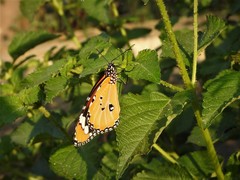 Danaus chrysippus