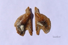 Pteria hirundo