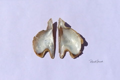 Pteria hirundo
