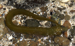 Alabes dorsalis