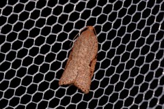 Meritastis piperata