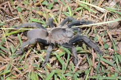 Selenocosmia crassipes