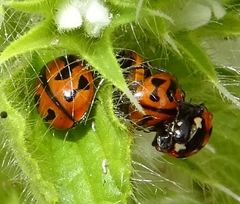 Coccinella miranda