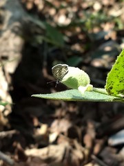 Leptotes cassius cassidula
