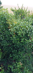 Halleria lucida